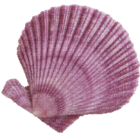 fond beach sea shellfish - GIF animate gratis