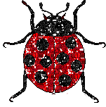 Kaz_Creations Ladybugs Ladybug - Free animated GIF