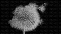dandelion - Darmowy animowany GIF