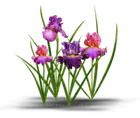 loly33 iris - darmowe png