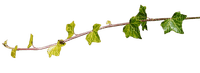 rama con hojas dubravka4 - kostenlos png