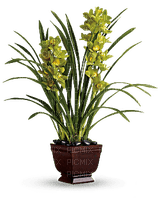 Kaz_Creations  Flowers Vase Plant - png gratuito