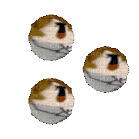 goro akechi balls spinning persona 5 - Darmowy animowany GIF