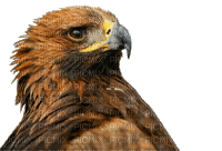 eagle bp - 免费动画 GIF