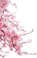 Cherry Blossom Pink - nemokama png