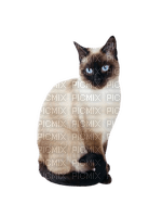 Siamese cat - бесплатно png