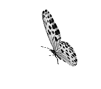papillon gris blanc grey white butterfly gif - GIF animé gratuit