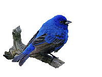 Bird.Blue.Oiseau.Птицы.gif.Victoriabea - Free animated GIF