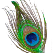 Peacock feather - δωρεάν png
