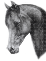horse katrin - безплатен png