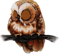 Kaz_Creations Owls Owl Birds Bird - Darmowy animowany GIF