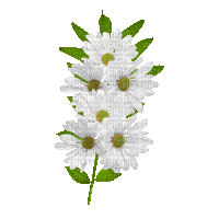 Blume, fleur, flower Margariten - Gratis animerad GIF