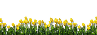 yellow flowers Bb2 - PNG gratuit