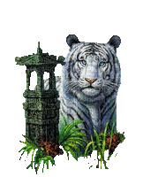тигр - GIF animé gratuit