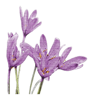 fleur violette.Cheyenne63 - gratis png