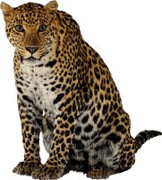 leopard milla1959 - Free PNG