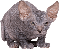 sphinx cat - ingyenes png