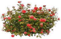 róże - darmowe png