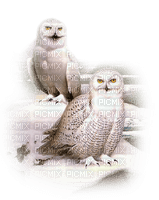 Kaz_Creations Birds Bird Owls - gratis png