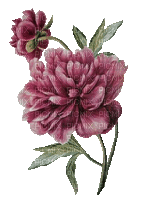 Pfingstrosen, vintage, Blumen - Gratis geanimeerde GIF