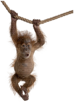 monkey bp - безплатен png