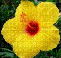 hibiscus - 無料png