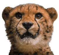 cheetah bp - kostenlos png