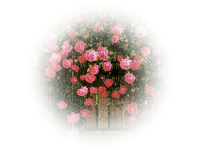 tube rose - darmowe png