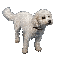Chien.Dog.Perro.Victoriabea - Безплатен анимиран GIF