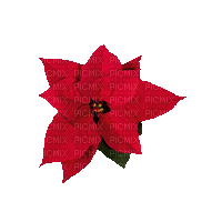 Christmas.Flower.Red.gif.Victoriabea - Zdarma animovaný GIF