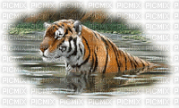 gif tigre maga - GIF animé gratuit