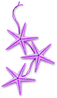 Starfish.Purple