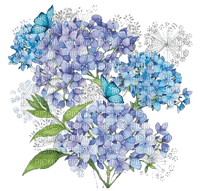 fleurs hortensia - PNG gratuit