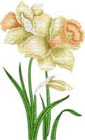 Flowers white bp - 免费PNG