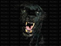 panthere noir - zdarma png
