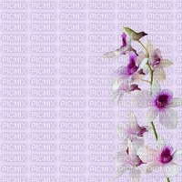 BG-flowers-orchide - Free PNG
