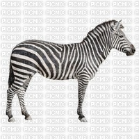 zebre - PNG gratuit
