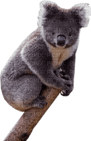 Australia animals koala bp - безплатен png