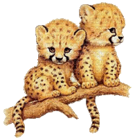 gepard kitten - GIF เคลื่อนไหวฟรี