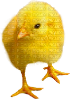 Chick.Yellow.Orange - kostenlos png
