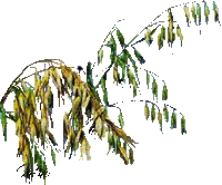 Roślina - Безплатен анимиран GIF