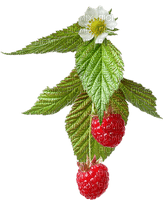 Raspberries - gratis png