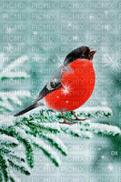 Vogel im Winter - GIF animé gratuit