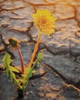Grow dandelion - png ฟรี