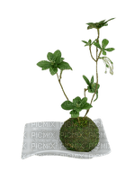 Plante - zdarma png