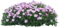 Plate-bande de fleurs - δωρεάν png