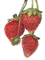 Fraises.Strawberries.Frutillas.Fruit.Victoriabea - Free PNG
