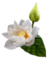 flor de loto - png grátis