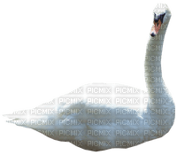 Kaz_Creations Swans Swan Birds - gratis png