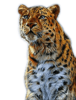 Rena Leopard Cat Katze Animal Tier - bezmaksas png